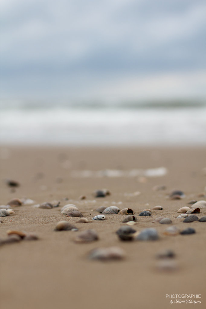 Muscheln am Strand / shells on the beach