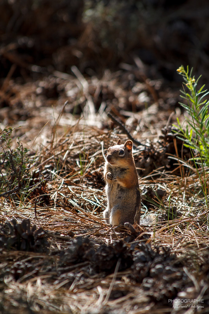 Streifenhörnchen / chipmunk