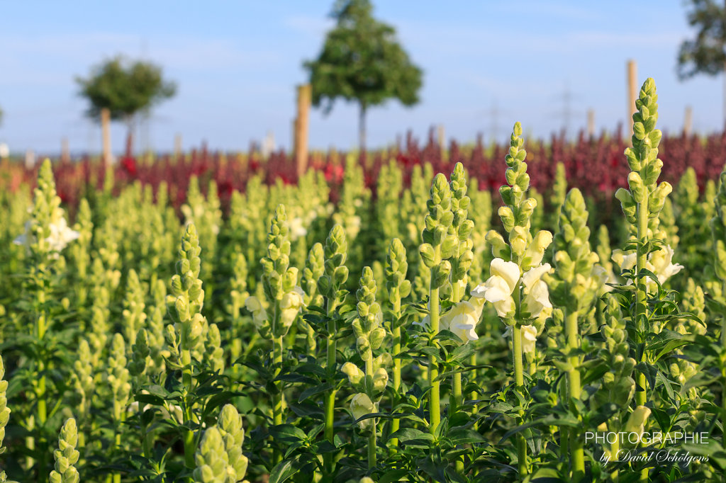 2015-06-07PinsdorfBlumen-0007.jpg